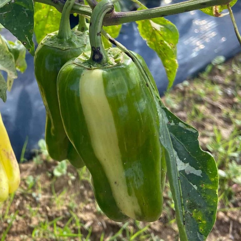Candy Cane Yellow pepper, Capsicum annuum, paprika, édespaprika